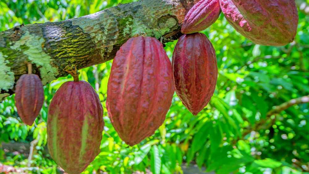 Sucho a nepravidelné deště ohrožují pěstování kakaových bobů v Kamerunu
